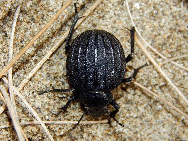 Pimelia bipunctata ssp. papii  - Tenebrionidae